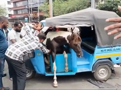 Authorities are still investigating the cause of the fight between the horses. 