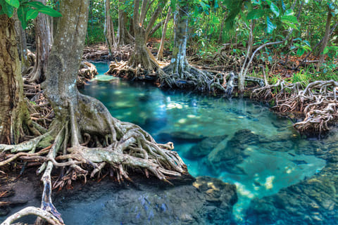 Racing against time: A global call to save the world’s mangroves