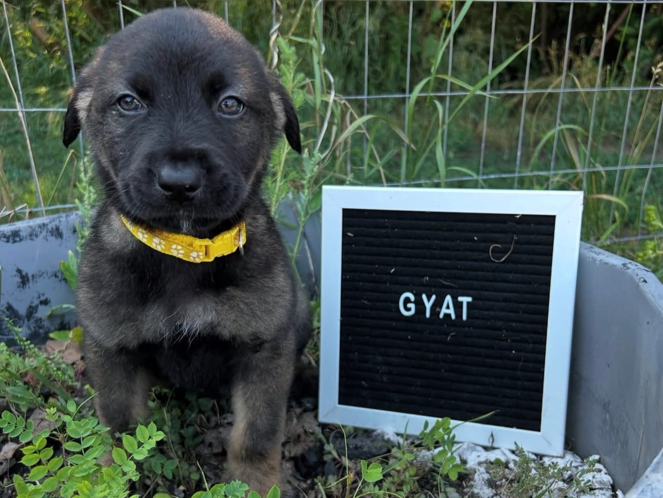Gyat