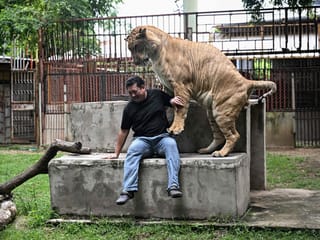 Thailand's pet lion problem sparks concern amongst conservationists
