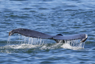 Video: Whale dies, passenger thrown off boat in New Jersey collision