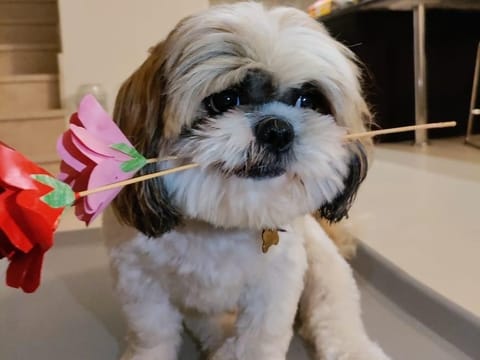 Dubai: Ramina Parameswaran, a 47-year-old teacher from Kerala, India, has been living in Dubai for 13 years. Over that time, she has found an unexpected source of comfort and joy in her 5-year-old Shih Tzu, Teddy. For Ramina, Teddy isn’t just a pet — he’s a faithful friend who has transformed her everyday life in the bustling city.