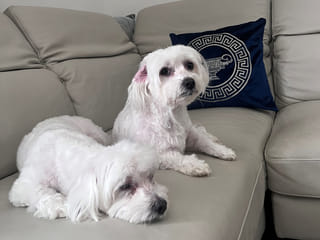 Feeling stressed? Could a Maltese pet be the answer?