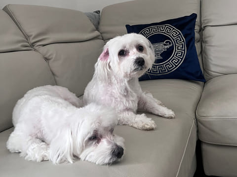 From emotional support to daily joy, discover how two adorable Maltese pets, Gucci and Timmy, prove dogs are truly man’s best friend.