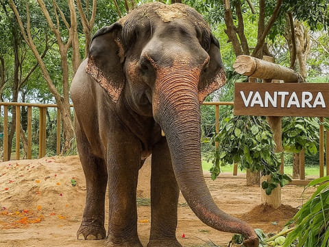 Investigations revealed that Madhuri the elephant was routinely used in public processions, including Muharram events, for begging, and even made to carry children in her trunk. 