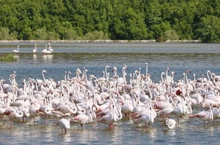 How Abu Dhabi's protected reserves are a global model for conservation