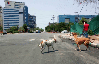 When a lawyer pointed to instances of cruelty towards animals, the court shot back, “What about cruelty towards humans?” 