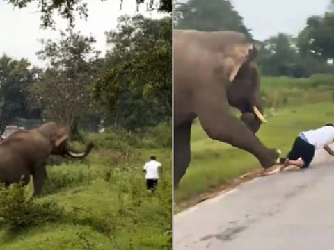 
Tourist's flash photo sparks elephant charge at Bandipur reserve in India

