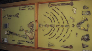 Ethiopian fossil Lucy leaves for her first exhibition in Europe