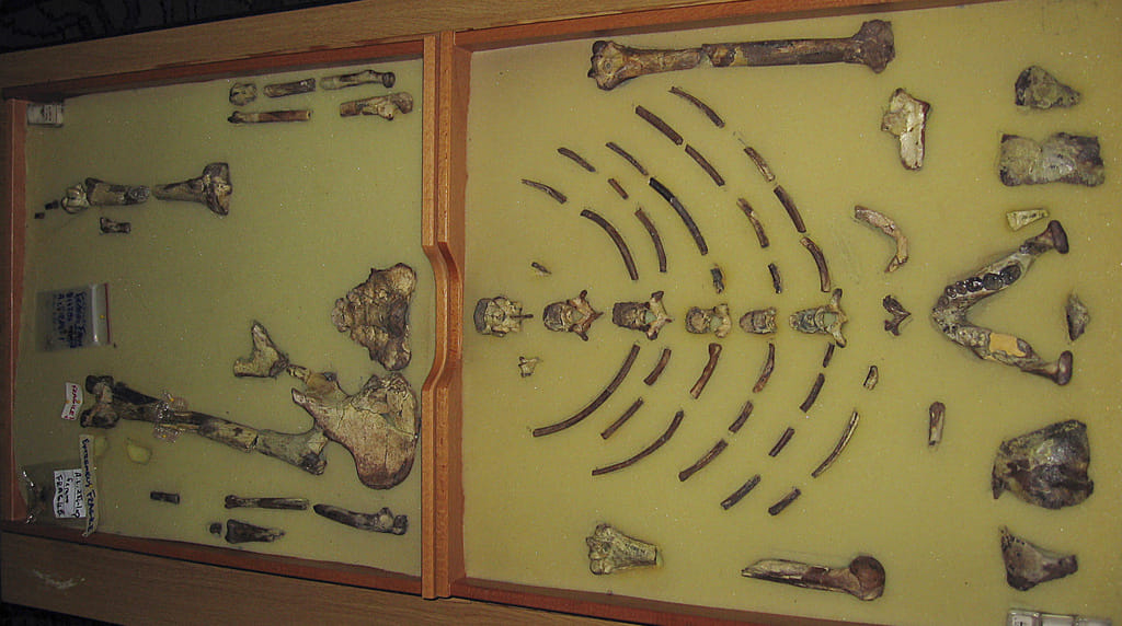 The framed hominid fossil "Lucy," is seen at an exhibition at the Ethiopian Natural History Museum in the Ethiopian capital of Addis Ababa, Tuesday, Oct. 24, 2006.