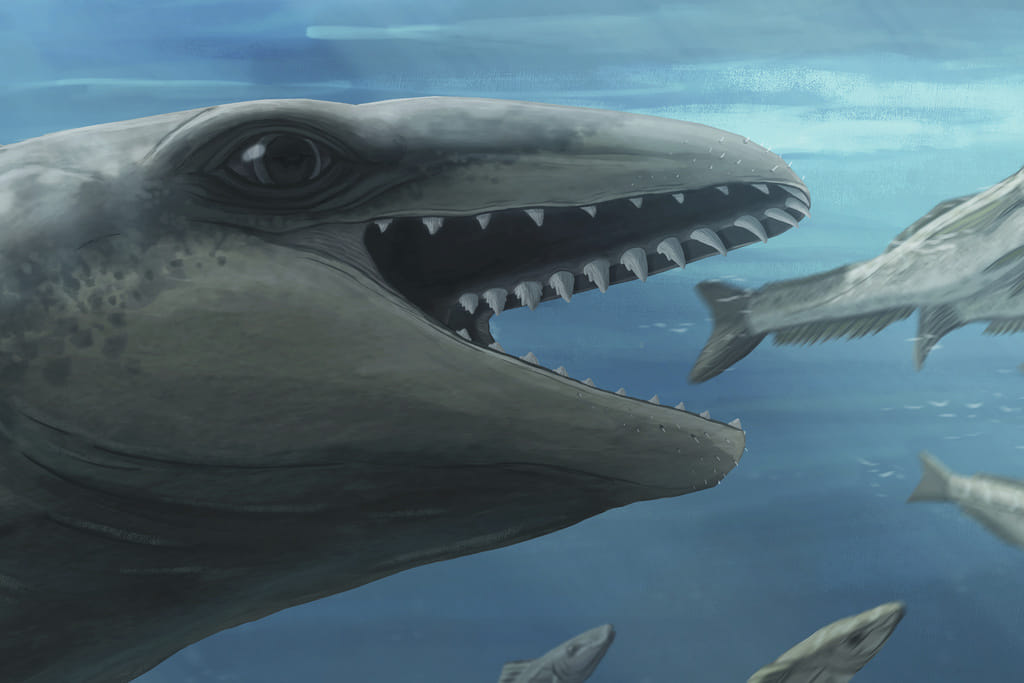 In this illustration provided by Ruairidh Duncan a Janjucetus dullardi is depicted chasing a fish. 