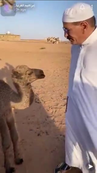 Watch: Saudi journalist gifts camel to Cristiano Ronaldo after engagement announcement