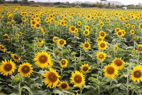 India: Kerala’s Sunflower fields bloom brightly for Onam celebrations