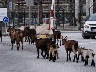 You’ve goat to be kidding! Thousands of goats invade the Marseille suburbs in France