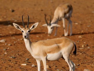 Sharjah’s Mleiha Park unveils the magic of desert Life