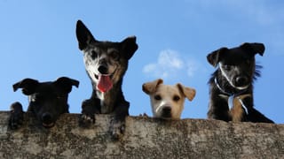 Celebrating man’s best friend: On International Dog Day, a call for compassion for strays