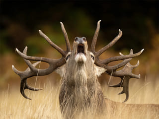 Wildlife Photographer of the Year 2025: First images revealed from record entries