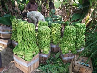 Pakistan’s banana boom: Record harvest outpaces mangoes in profitability