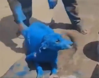 Outrage in Iraq after video shows man covering dog’s fur with blue paint