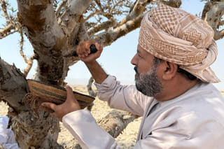 In oil-rich Oman, efforts to preserve frankincense ‘white gold’