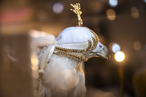 This year’s ADIHEX, held at ADNEC Centre Abu Dhabi, has placed falconry firmly in the spotlight.
