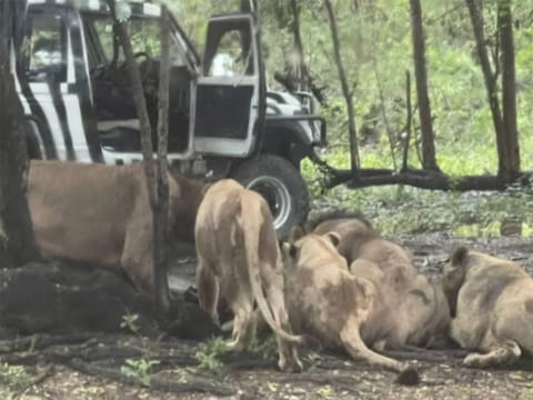 Zookeeper mauled to death by lions at Safari World Bangkok