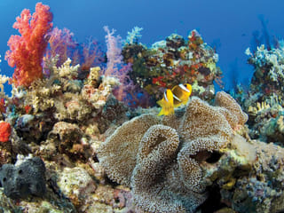 Guardians of blue and green: How the UAE’s protected areas safeguard aquatic life