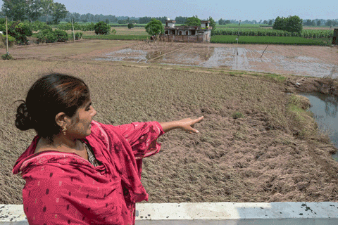 A villager shows her damaged paddy crop after the Ravi River overflowed following the monsoon rains in the village of Shehzada on the outskirts of Amritsar in India's Punjab state.  