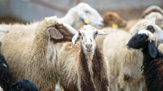 UAE livestock owners: Collect or sell untagged animals? Fines and jail apply