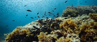 Abu Dhabi warns: Illegal oyster harvesting can cost up to Dh100,000 and jail time