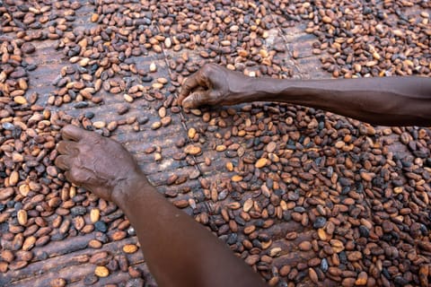 African cocoa harvest might improve but your chocolate prices won’t.