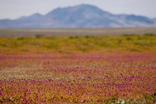 Rare bloom turns Chile’s Atacama Desert into a sea of colour