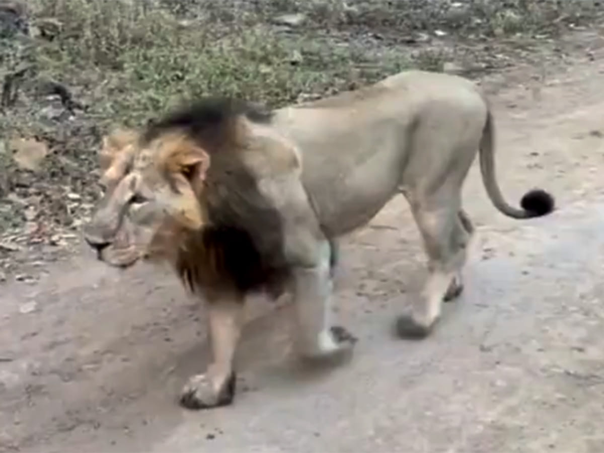 The zoo confirmed that Sheryaar is in good health and has settled back into his enclosure.