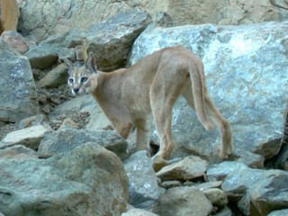Rare Arabian lynx sighting in Fujairah hailed as boost for UAE wildlife conservation