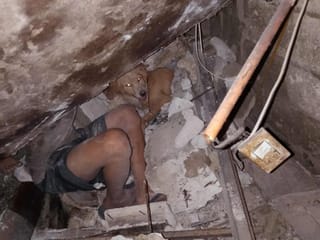 'Hero dog' saves family during 6.9 magnitude earthquake in Cebu