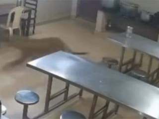 Watch: Leopard storms canteen in southern India