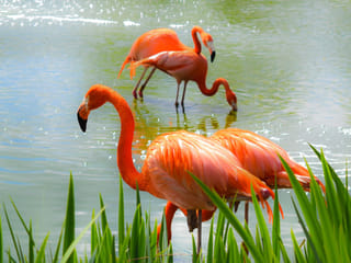 UAE, Japan join hands to enhance conservation efforts for birds