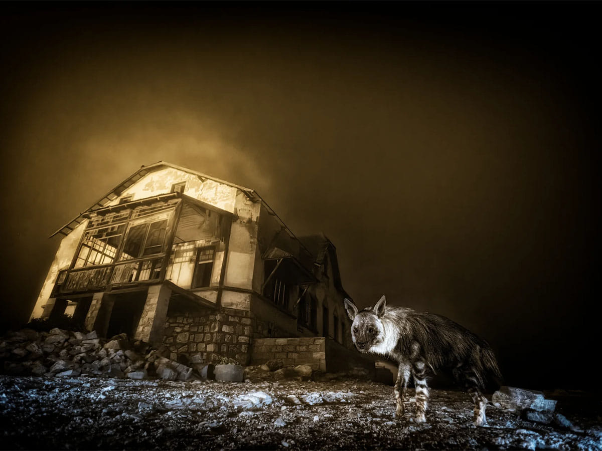 A brown hyena roams the eerie, sand-filled streets of Kolmanskop, a long-abandoned diamond mining town near Lüderitz, Namibia. Captured by South African photographer Wim van den Heever using a night-time camera trap, the haunting image titled Ghost Town Visitor won both the Urban Wildlife and Overall titles at the 2025 Wildlife Photographer of the Year awards.
