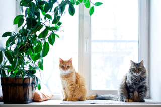 Happiness on four paws: How pets take over our homes — and our hearts