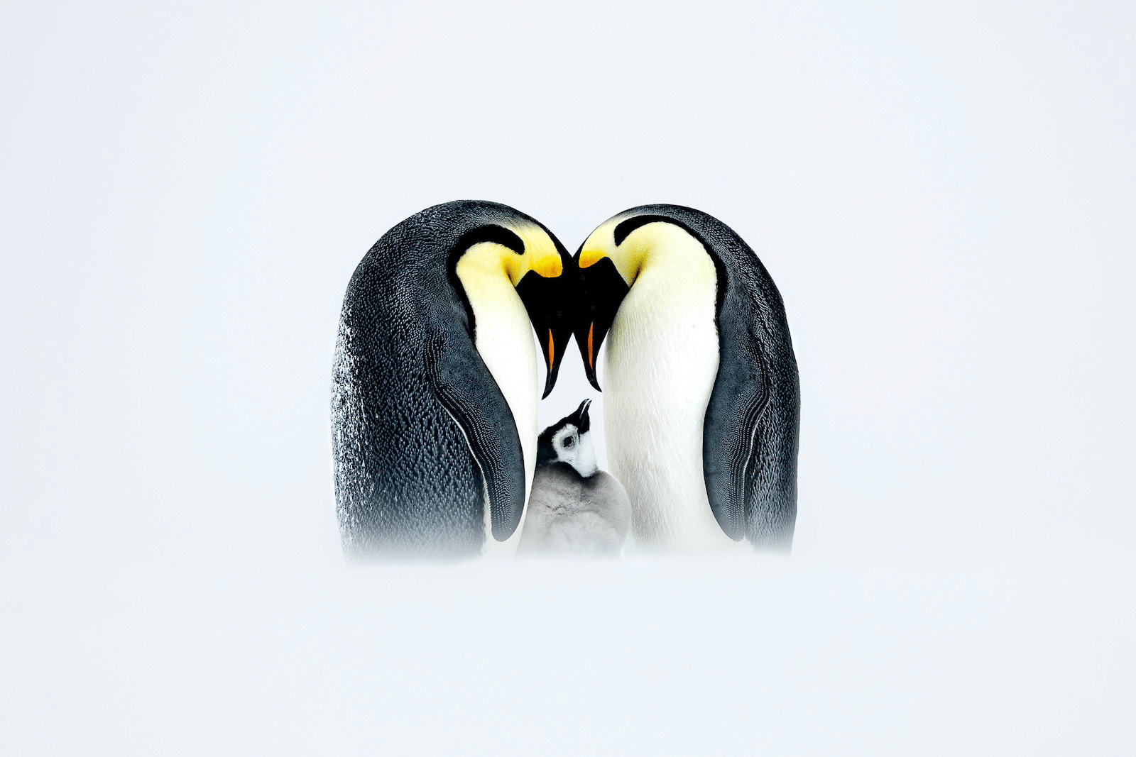“A penguin chick finds solace while nestled within the warm embrace of its devoted parents amidst the icy expanse. This tender display of familial unity speaks volumes about the resilience and fortitude of life in one of the harshest environments on Earth.”

