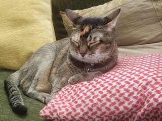How to speak cat without treats? Try this simple science-backed trick 