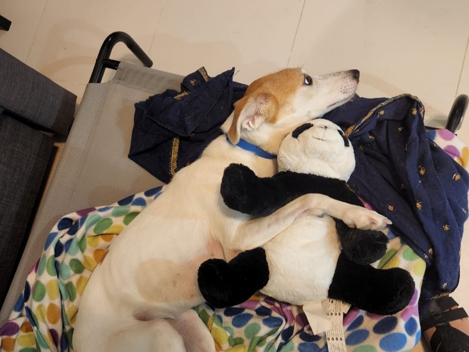 Some pups don’t stop playing even when they’re exhausted—or worse, injured.