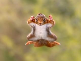 Comedy Wildlife 2025: Animals that made us laugh – in pictures