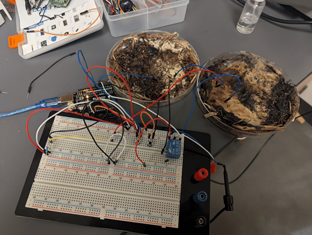 A report published via The Ohio State University outlines how common fungi were dehydrated, wired, and used as organic memristors.