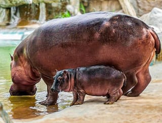 Can IVF, biobanking save the wild? An Abu Dhabi zoo is using cutting-edge treatments to bring endangered animals back  