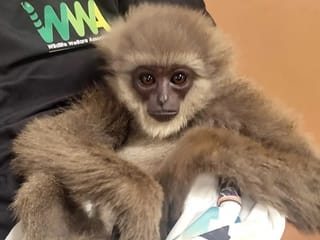 Endangered apes found stuffed in passenger’s bag at Mumbai airport