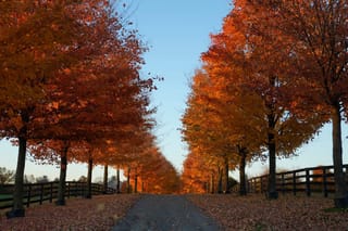 Toronto’s autumn hues: A fleeting burst of colour before winter’s chill
