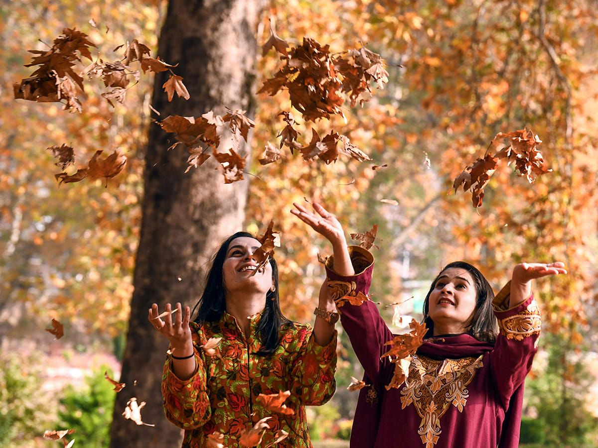 Women toss dry Chinar leaves at Nishat Bagh as autumn paints Srinagar in brilliant shades of red, gold and amber — capturing the warm glow of Kashmir’s breathtaking season.