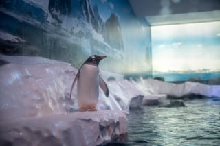 ‘It’s un-British’: Lawmakers raise concerns about aquarium penguins