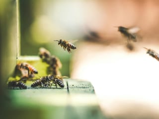 Man stung by bees 890 times in the face dies in West Bengal 